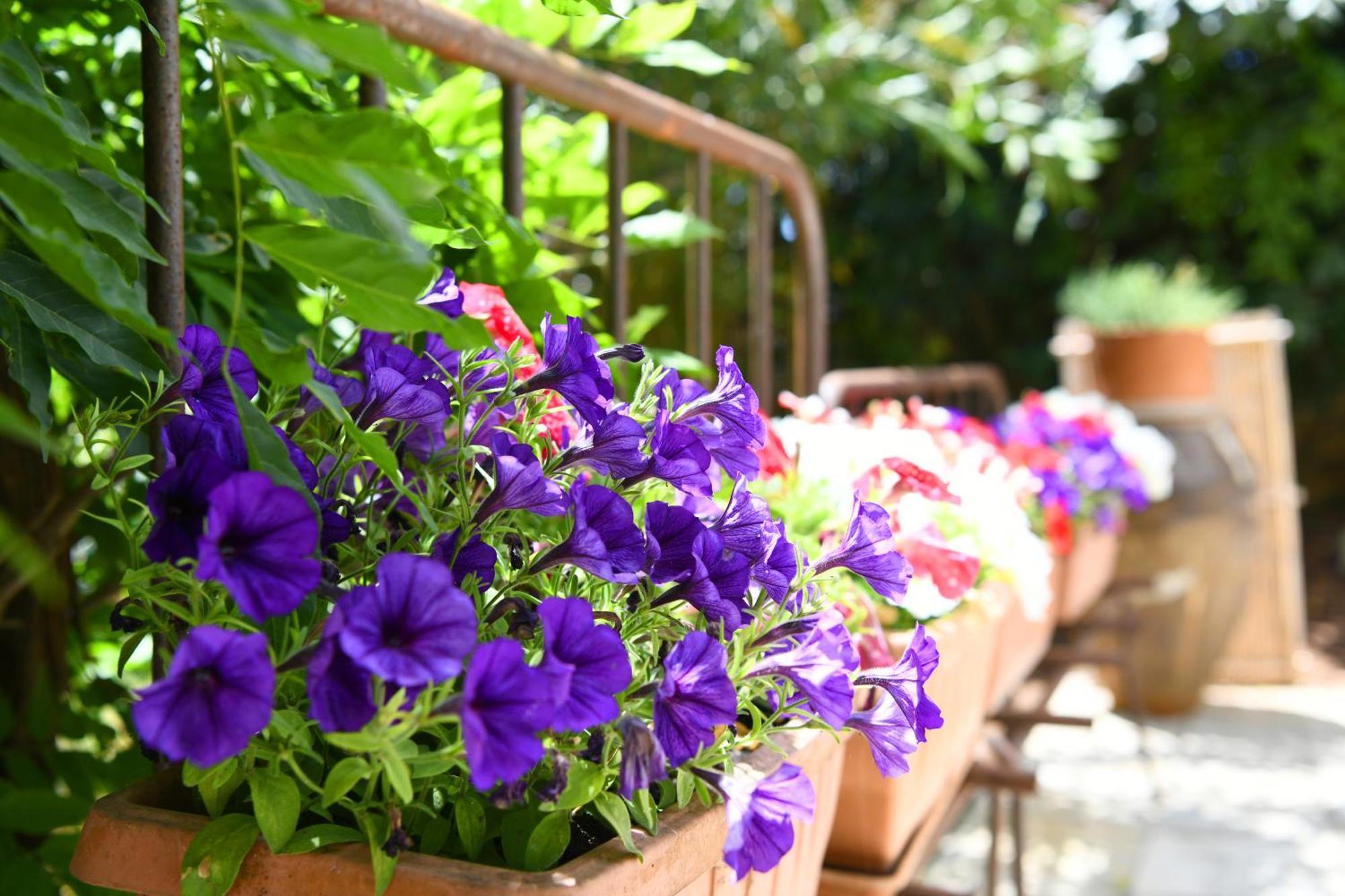 B&B Masseria Piccola Cisternino Dış mekan fotoğraf